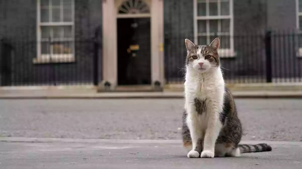 Larry the cat marks 15 years at 10 Downing Street