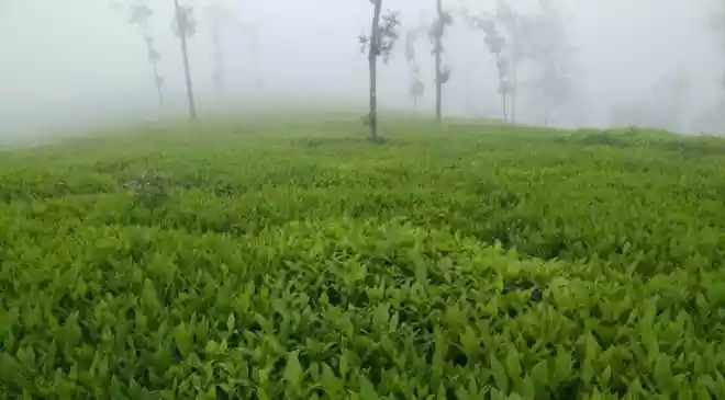 Munnar to levy entry fees from visitors