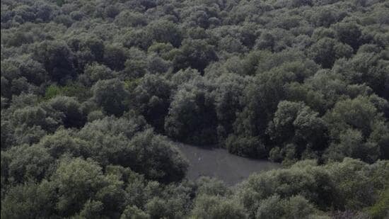 Navi Mumbai is set to enhance eco-tourism with its first mangrove parks in Airoli and Ghansoli, focusing on conservation and community engagement. NAVI MUMBAI: Eco-tourism will get a boost in Navi Mumbai with the city’s first mangrove parks set to come up in Airoli and Ghansoli. The Maharashtra forest department has appointed a consultant for conceptual design and planning services for the development of the parks, following a tender process.