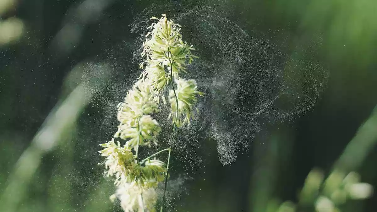 New tool predicts how pollen travels through city air