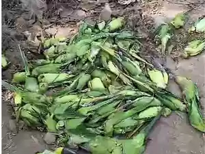 Over 200 parrots die along Narmada River in Madhya Pradesh