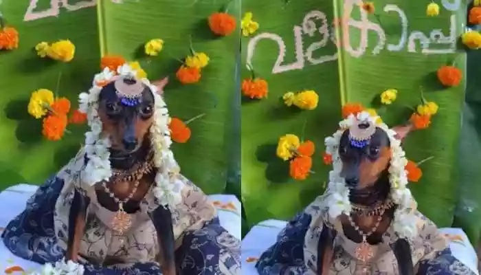 Pregnant Pup’s Grand Baby Shower Is Winning Hearts Online