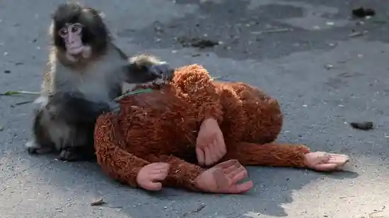 Punch the monkey to be separated from stuffed toy
