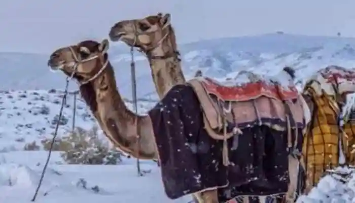 Saudi Arabia Turns Into Winter Wonderland