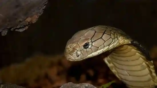 Scientists may have found a panacea for snake bites