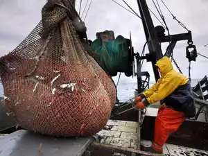 Senators Bill Cassidy and Cindy Hyde-Smith have introduced the India Shrimp Tariff Act to safeguard Louisiana's shrimp and catfish industries from inexpensive Indian imports. The bill aims to establish fair competition, shielding Louisiana's seafood sector and related employment. Cassidy also secured a commitment to support Louisiana shrimp producers and oppose unfair trade practices.