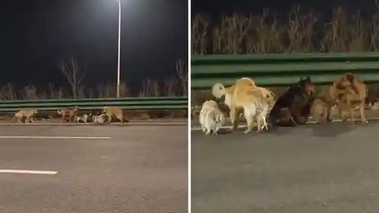 Seven dogs escape thieves