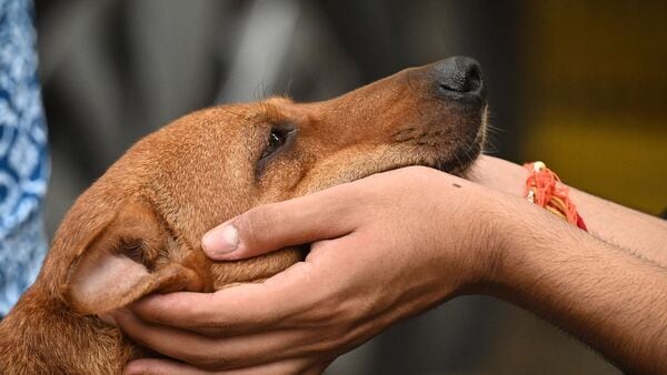 Stray Dogs in Delhi-NCR: Following the Supreme Court order modifying its August 11 order, the Municipal Corporation of Delhi (MCD) has begun the process of identifying areas that can be designated as feeder points to feed stray dogs. The Supreme Court on Friday modified its direction prohibiting the release of vaccinated stray dogs from shelters in Delhi-NCR and ordered the canines to be released post-sterilisation and de-worming.