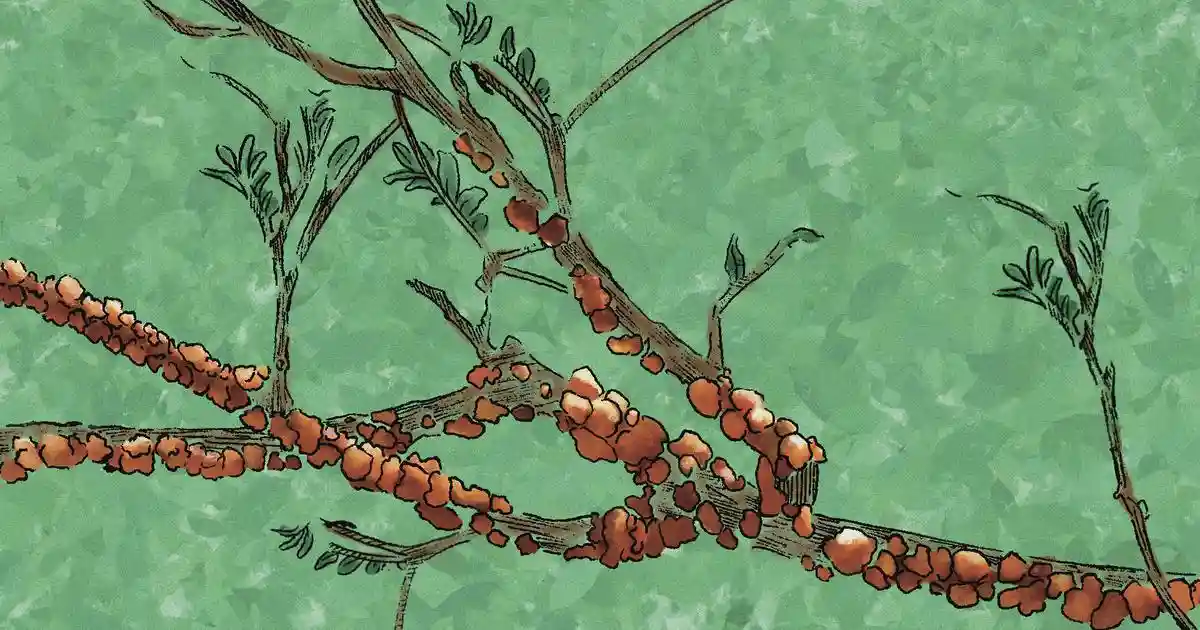 <strong>F</strong>or more than ten years, Lawrence Kandulna was a migrant worker in Pune. A native of Kulhai village, in Jharkhand's Khunti district, Lawrence worked as a gardener in a nursery in the city and returned home for just a few months in the year, during which he would grow paddy and harvest it.