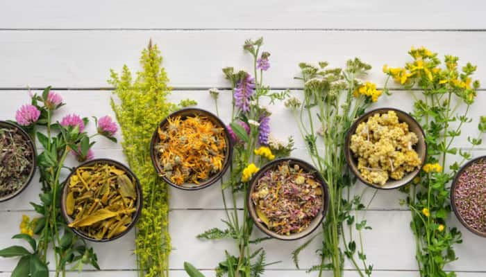 <strong>World Ayurveda Day 2025</strong> highlights the timeless wisdom of Ayurveda as a holistic path to health and sustainable living. With the theme “Ayurveda for People, Ayurveda for Planet,” this year's observance underscores Ayurveda's role in both personal wellness and environmental harmony.