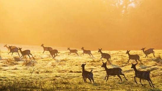 The Darwin Tree of Life (DToL) project aims to sequence the genomes of all animals, fungi and plants found in Great Britain and Ireland—some 35,000 in total. That is a colossal undertaking whose first phase is almost complete. Speaking at a meeting of evolutionary biologists held in Beijing on July 23rd, Peter Holland of the University of Oxford told scientists that he and his colleagues had already collected nearly 8,000 species. By December, he added, they hope to have sequenced 3,000 of them (the current count is 2,034).