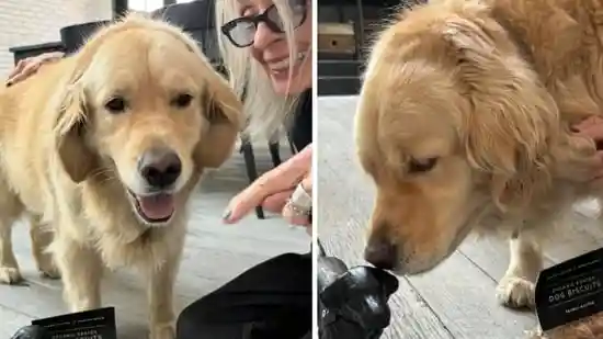 The final Instagram post of Diane Keaton, who died in California on Saturday, October 11, aged 79, featured her beloved dog. The legendary actress, known for her roles in Father of the Bride, First Wives Club, and more, shared her last post on April 11, in honor of National Pet Day.The final Instagram post of Diane Keaton, who died in California on Saturday, October 11, aged 79, featured her beloved dog. The legendary actress, known for her roles in Father of the Bride, First Wives Club, and more, shared her last post on April 11, in honor of National Pet Day.Keaton shared a photo of herself and her Golden Retriever, Reggie, as part of a collaboration with Hudson Grace, a home and lifestyle brand. The carousel also features some of Reggie's sweet candid moments.“Proof our pets have great taste too! Happy National Pet Day from HG & @diane_keaton,” the post's caption reads.A post shared by Hudson Grace (@hudsongracesf)<strong>Read More | </strong>Diane Keaton net worth: Actor amassed fortune through surprising side gig