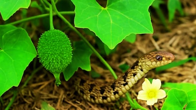 The monsoon season brings both comfort and risk. While the rains offer relief from the heat, the accompanying humidity also increases snake activity. These venomous creatures often seek shelter in dry, secure places such as fields, gardens, waterlogged areas, and even near homes. As a result, the chances of encountering humans rise significantly, especially in rural areas where people work in fields or walk through floodwaters.