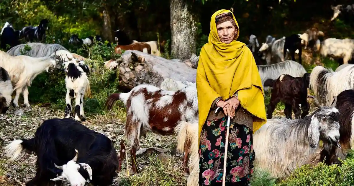 The morning sun had barely risen over the Pir Panjal mountain range in the Lower Himalayas, but the air already carried an unnatural weight. To its north-east, near the region of Jammu and Kashmir's largest city, Srinagar, lies Astanmarg, a higher altitude pasture whose cooler air once drew local communities to bring their livestock grazing during the warmer months.The morning sun had barely risen over the Pir Panjal mountain range in the Lower Himalayas, but the air already carried an unnatural weight. To its north-east, near the region of Jammu and Kashmir's largest city, Srinagar, lies Astanmarg, a higher altitude pasture whose cooler air once drew local communities to bring their livestock grazing during the warmer months.But in mid-May 2025, the temperature was unusually high in the early mornings. Seventy-year-old Rahim Poswal sat on a worn rug outside his family's dhoka – a temporary shelter created from mud, wood and plastic sheets – in the pasture, scanning the sky for signs of change.