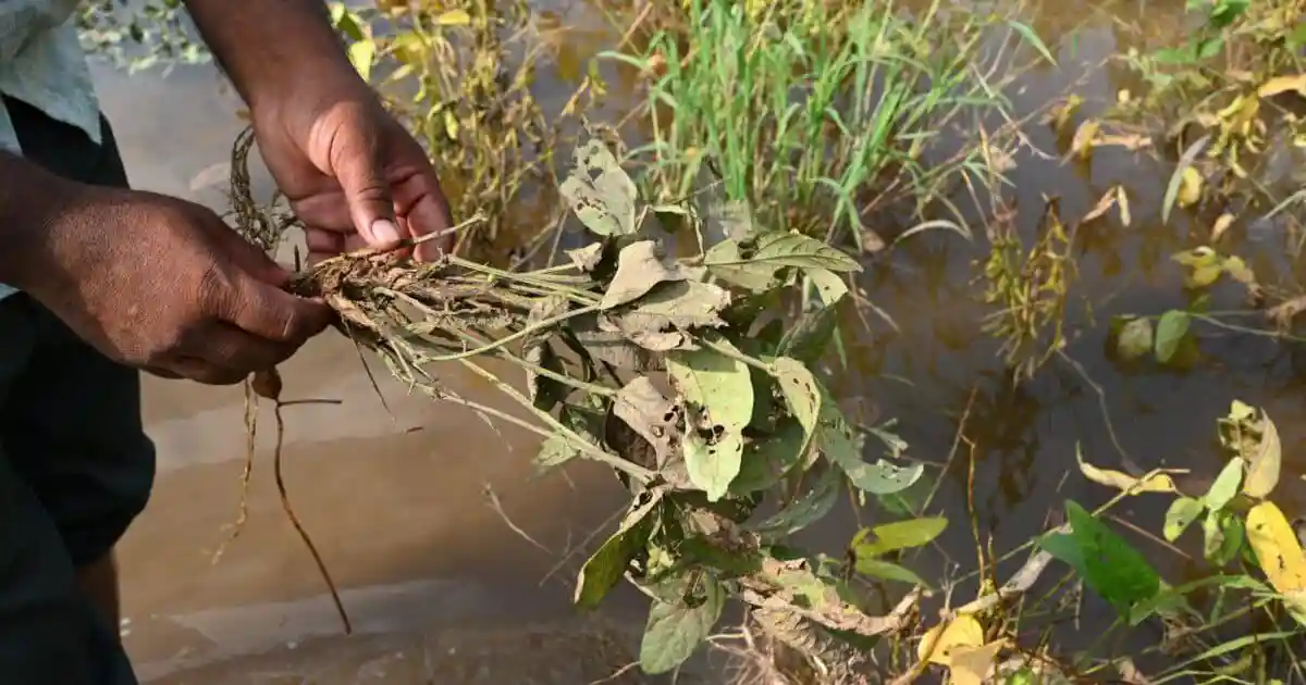 The parched region of Marathwada, where once potable water had to be supplied via train, is now reeling under floods. In the historically dry region, excessive water is taking away lives and livelihoods. Between the 2012-'13 and 2019, the Marathwada region faced four droughts. Rainfall in these years was about 50%-70% of the average. There have been long-term socio-economic fallouts due to these dry spells.The parched region of Marathwada, where once potable water had to be supplied via train, is now reeling under floods. In the historically dry region, excessive water is taking away lives and livelihoods.Between the 2012-'13 and 2019, the Marathwada region faced four droughts. Rainfall in these years was about 50%-70% of the average. There have been long-term socio-economic fallouts due to these dry spells.However, the region buckled under torrential rains this year, recording more than 128% of its normal rainfall for June to September. Every river and canal, including patches historically known to be dry, have flooded.