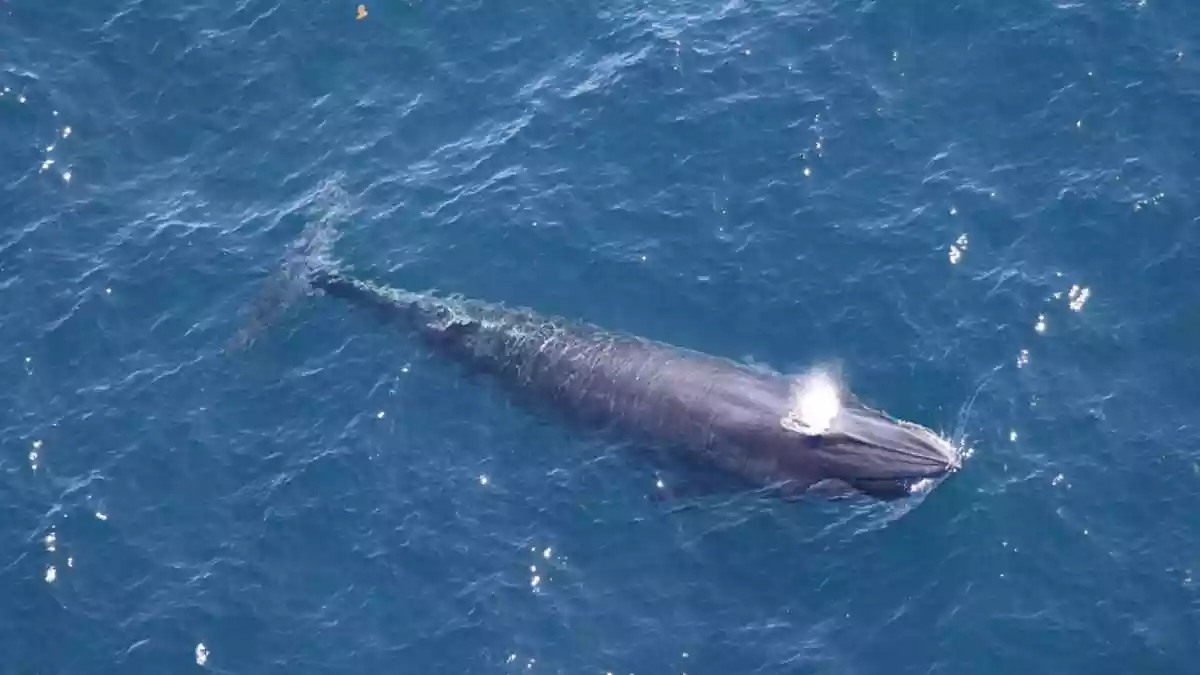The rare whale species in the way of Trump’s oil drilling plan