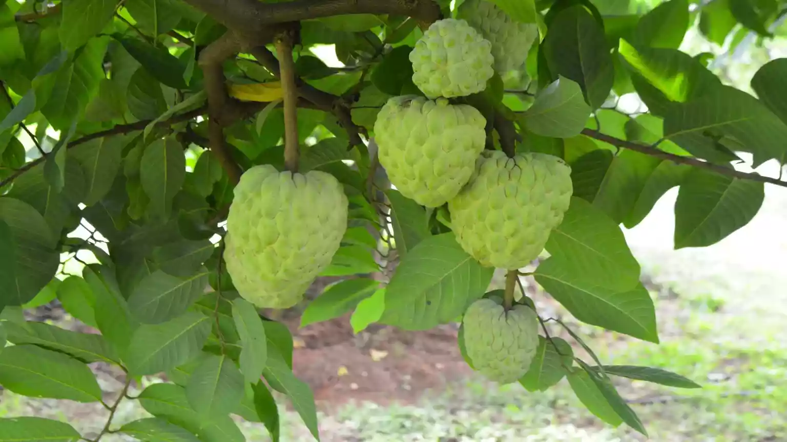 The rise of the fruit that tastes like custard