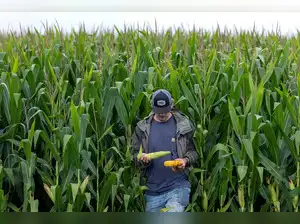 The Trump administration is preparing a plan to use tariff revenue to aid U.S. farmers hit by declining export sales and higher input costs, the Financial Times reported. Agriculture Secretary Brooke Rollins said, “There may be circumstances under which we will be very seriously looking to and announcing a package soon,” signalling possible imminent support.