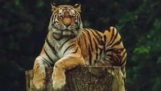 Top 10 places to spot a tiger this winter