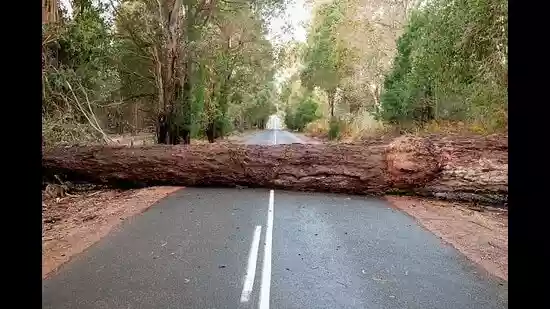 Trees Don’t Just Fall