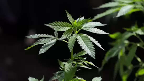 Two passengers have been arrested for carrying suspected contraband (Cannabis/Ganja) at the Imphal Airport in Manipur. The vigilant CISF personnel at the airport showcased strong alertness during a random X-BIS screening. The two passengers, who were supposed to travel from Imphal to Delhi by a domestic flight, were diverted for the baggage check. A 21.36 kg of suspected contraband (Cannabis/Ganja) was detected during the check,