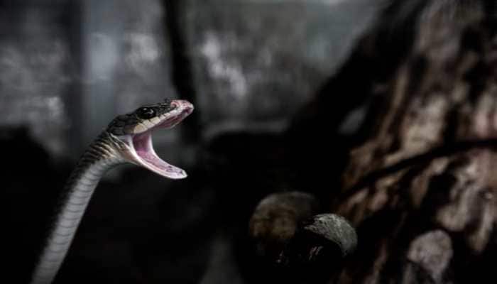 Venkatesh, bitten by a deadly black krait, killed the snake in a drunken rage and fell asleep beside it. His condition is now critical in Tirupati hospital. <strong>Tirupati:</strong> In an incident that has left the people of Andhra Pradesh's Chiyyavaram village in Thottambedu mandal both shocked and horrified, a man under the influence of alcohol reportedly bit off the head of a venomous snake after being attacked. The bizarre episode unfolded late Thursday night and has since become the talk of the region.