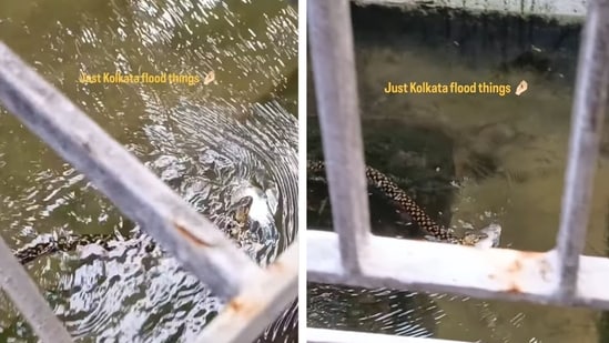 Videos of flooded streets in Kolkata have taken over social media, and one in particular has shocked the internet. This video captures a snake swimming in a flooded area, with a fish in its mouth. “Kolkata and its little perks, right before Durga Pujo,” Instagram user Atreyee Mitra wrote while sharing the video. The scene taken from inside a house shows a snake navigating a flooded area while holding a fish in its mouth. The clip opens with a text which reads, “Just Kolkata things.”