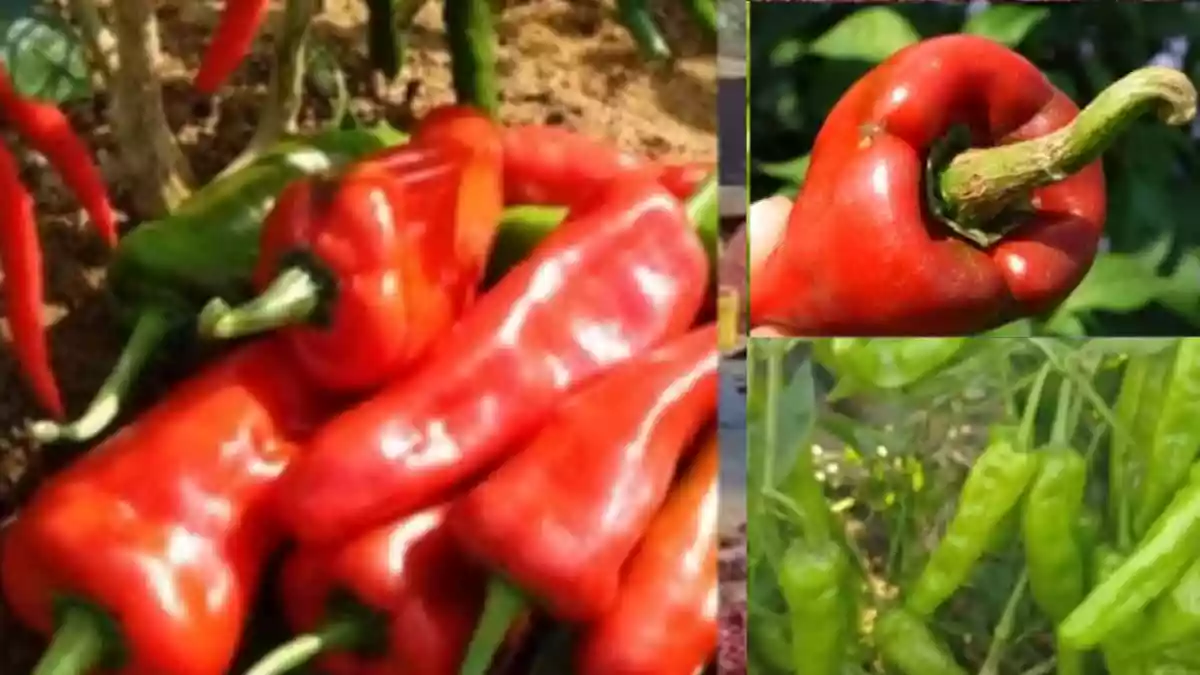 Warangal Tomato Chilli