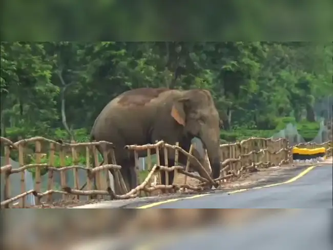 What do elephants have to do with semiconductors? No, not memory.<br><br>It's that heavy tread, the stomp that they use to communicate. But their chatter could spell trouble for Tata Electronics' upcoming outsourced semiconductor assembly and test (OSAT) facility.<br><br>Ground vibrations can cause misalignments in precision equipment, leading to inaccurate measurements, distorted patterns, operational failures and ultimately faulty chips, experts said. All understandable when dimensions are expressed in nanometres, or one-billionth of a metre. <br><br>And thus, the need to keep jumbo visitors away.<br><br>Tata Electronics is building one of the largest chip assembly units in the country in the Jagiroad area of Assam's Morigaon district. Around the site will be a massive ‘elephant-proof' wall, being constructed with help from the state government, said people aware of the development.<br><br>Apart from warding off curious pachyderms, the plant is also dealing with an abundance of snakes. The company has hired rescuers to help capture and release them into their natural habitat elsewhere.<br><br>“It's going to be a strong and thick wall that is elephant-proof,” said one of the persons cited.<br><br>“The idea is to fortify the facility to prevent elephants from entering and hampering construction. The state government has been very proactive, helping Tata Electronics with any support they require to get the project off the ground,” said the person with knowledge of the matter.<br> ETtech <br>Tata Electronics didn't respond to queries.<br><br>The chip assembly plant involves an investment of Rs 27,000 crore and is one of the most significant projects of the Rs 76,000-crore India Semiconductor Mission (ISM), under