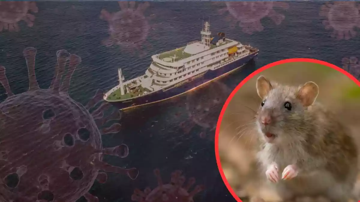 What Is 'Hanta' In Hantavirus