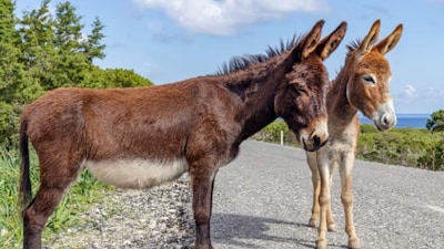 What is your idea of luxury? Is it sipping rare tea, wearing gold from head to toe or traveling in a custom Rolls-Royce? In India, luxury has its own meaning and some of these jaw-dropping items prove money can buy style, uniqueness and a whole lot of attention.