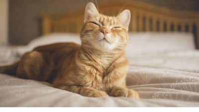 When it comes to your feline friend's well-being, food isn't just fuel, it's mood medicine. Science has long shown a strong connection between the gut and brain in humans, and it's no different for cats. The nutrients they consume directly influence not only their physical health but also their emotional balance.