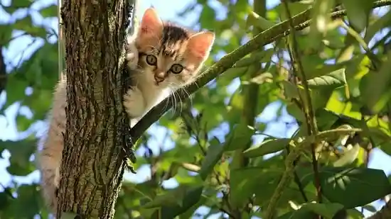 Where do pet cats come from