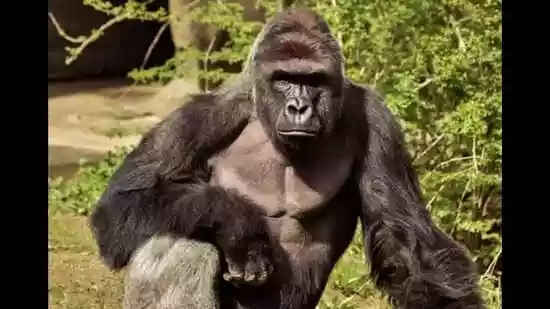 White House mocked for paying lengthy tribute to ‘legend’ Harambe