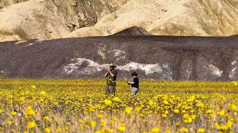 Wildflowers blanket Death Valley in best display since 2016