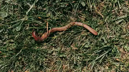 Woman sneezes 1-inch worms after rare ‘biologically implausible’ nasal infection