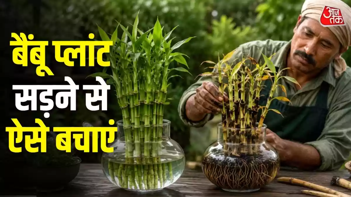 बैंबू प्लांट का तना क्यों सड़ जाता है