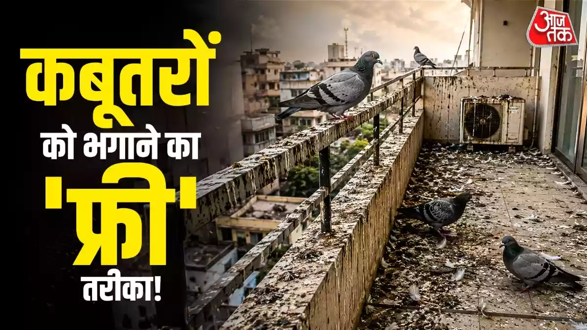 बालकनी में कबूतरों का आतंक