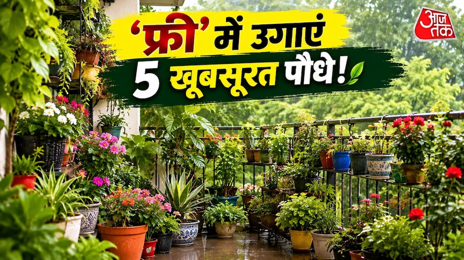 बारिश में डंठल से उगाएं ये 5 पौधे