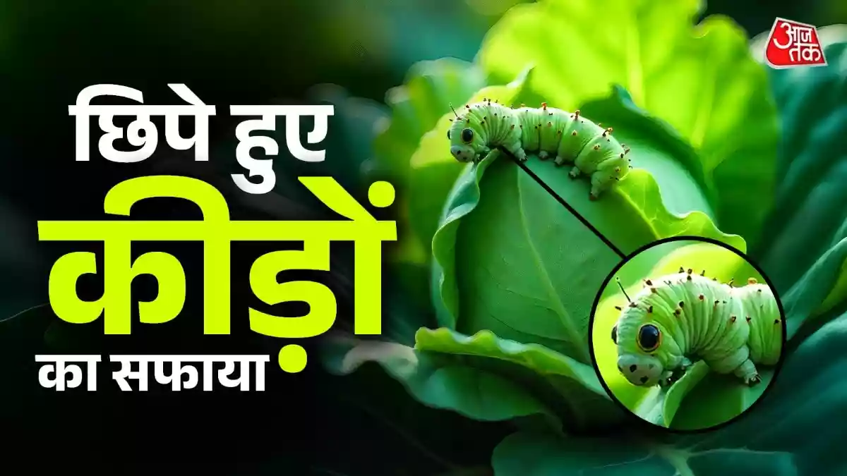 बिना काटे कैसे जानें गोभी के अंदर कीड़ा है