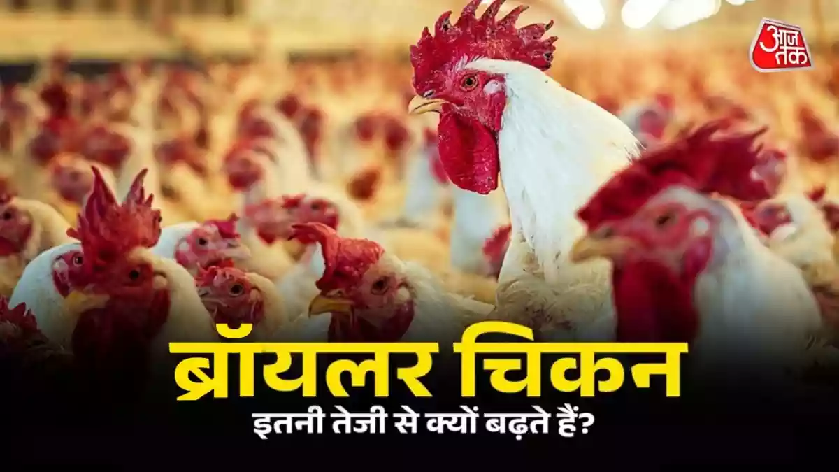 ब्रॉयलर चिकन इतनी तेजी से क्यों बढ़ते हैं