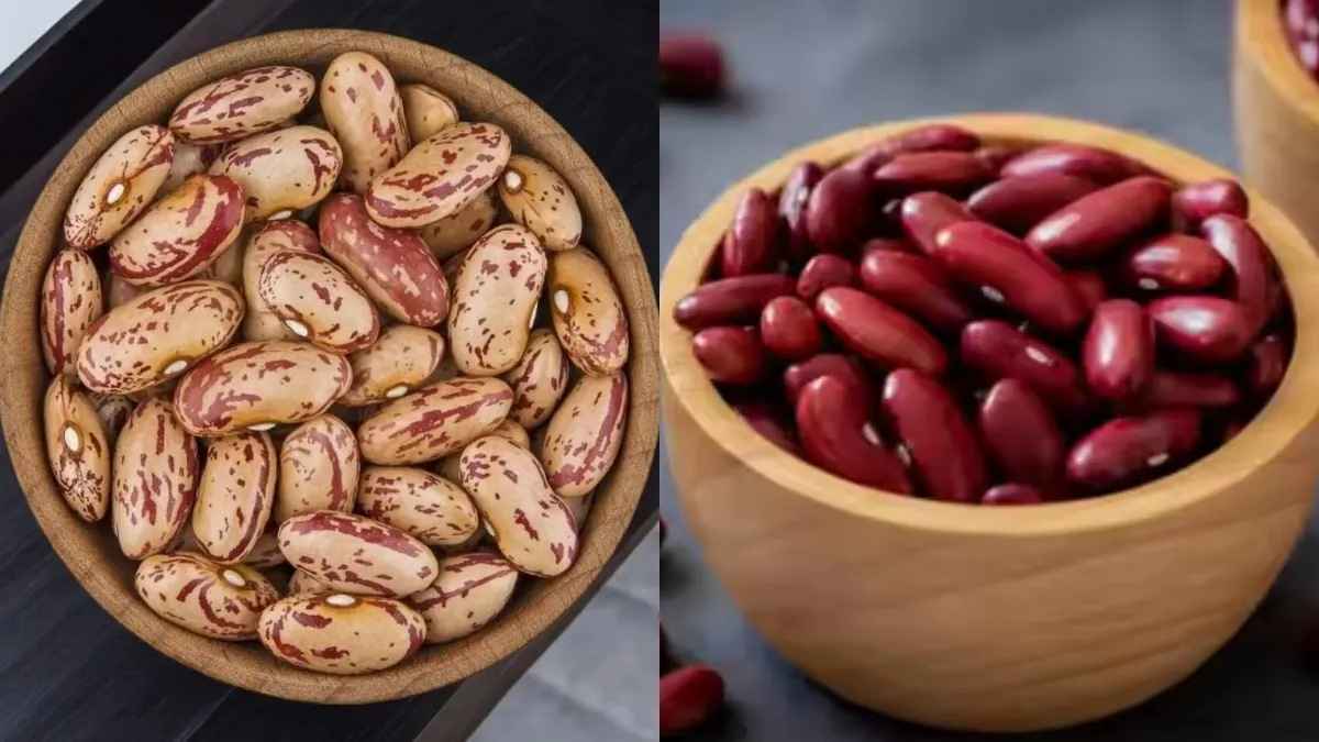 चित्रा या लाल कौन सा राजमा होता है ज्यादा अच्छा