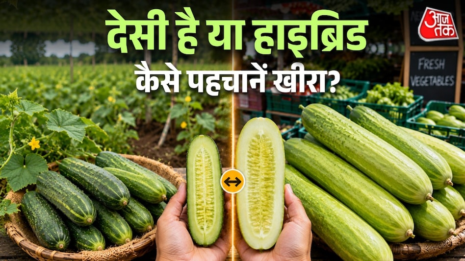 देसी और हाइब्रिड खीरे की कैसे करें पहचान