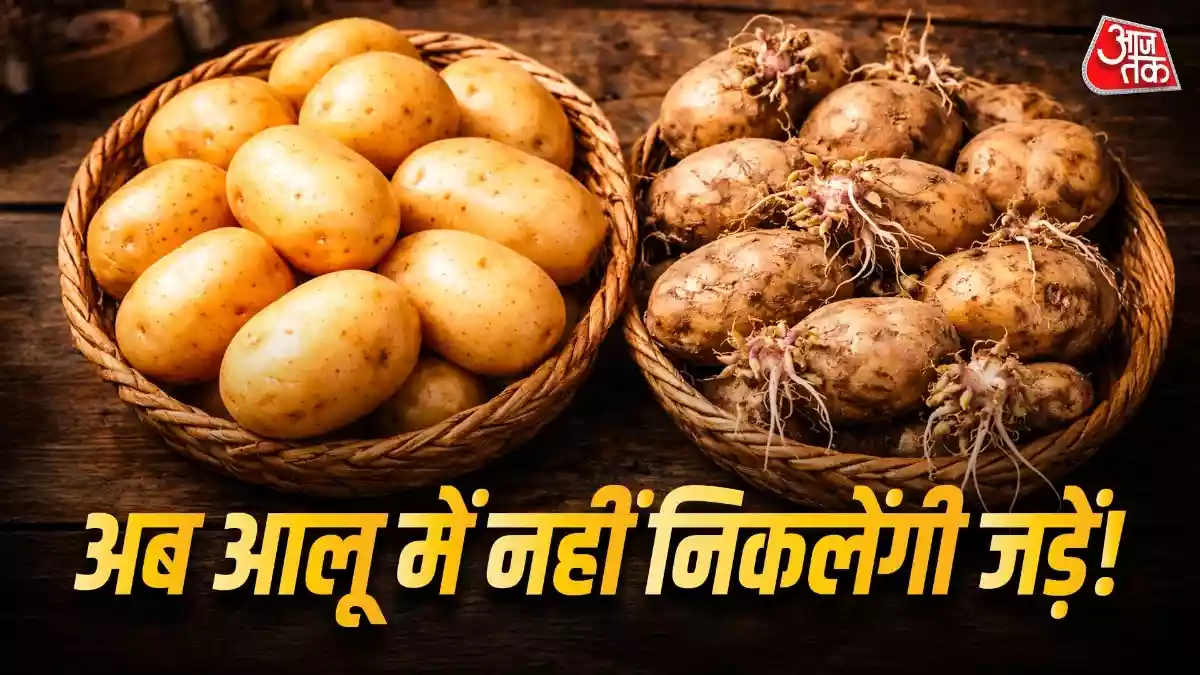 गर्मियों में नहीं सड़ेंगे आलू