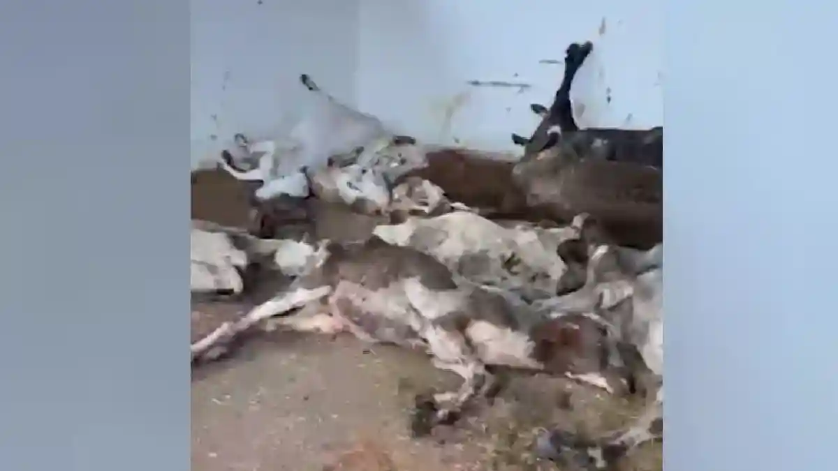 गौशाला में शवों के ऊपर पड़े मिले गोवंश के शव