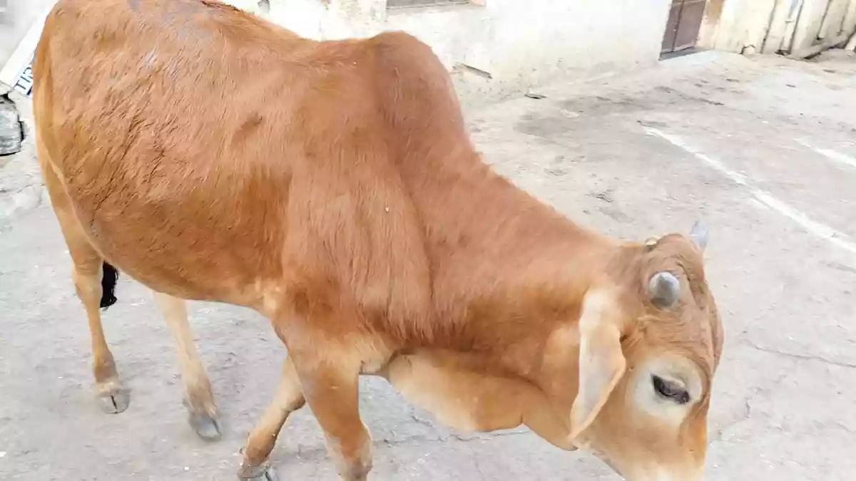गाय सिर्फ वोटों तक सीमित