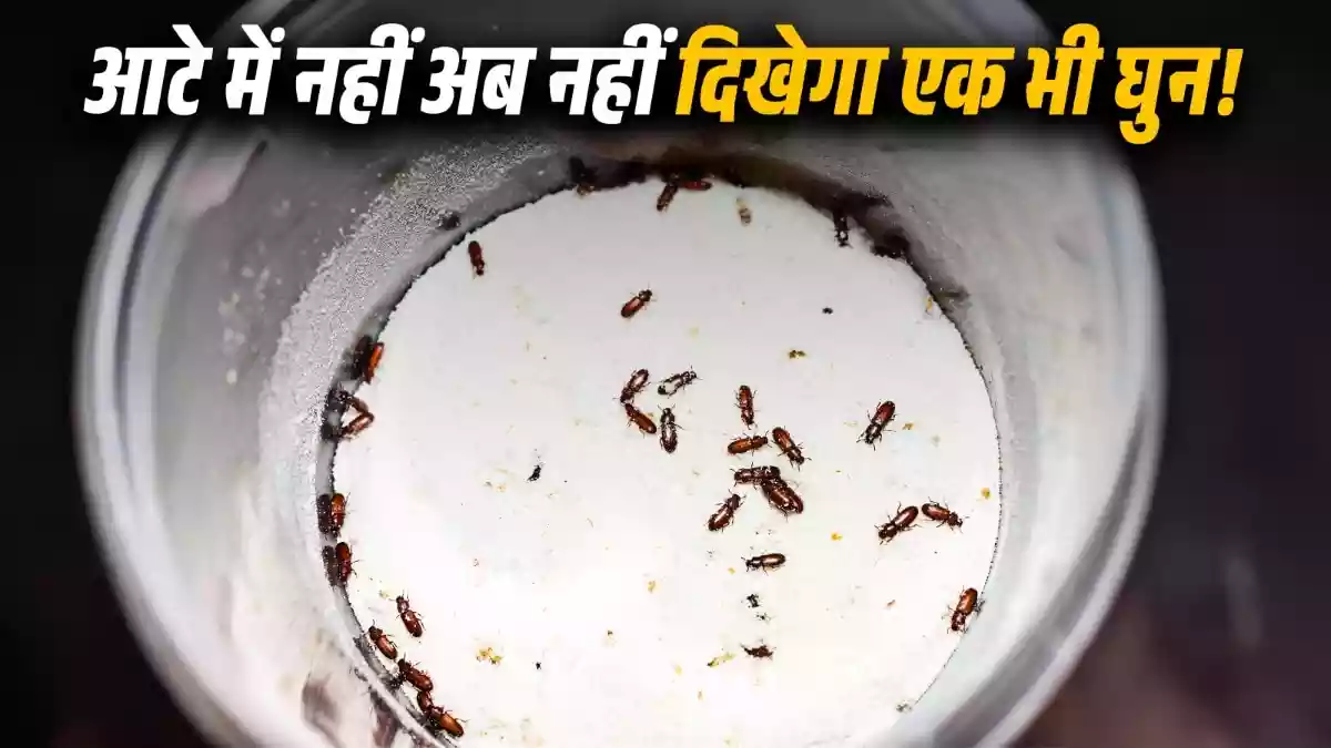 गेहूं के आटे में घुन लगने से हैं परेशान