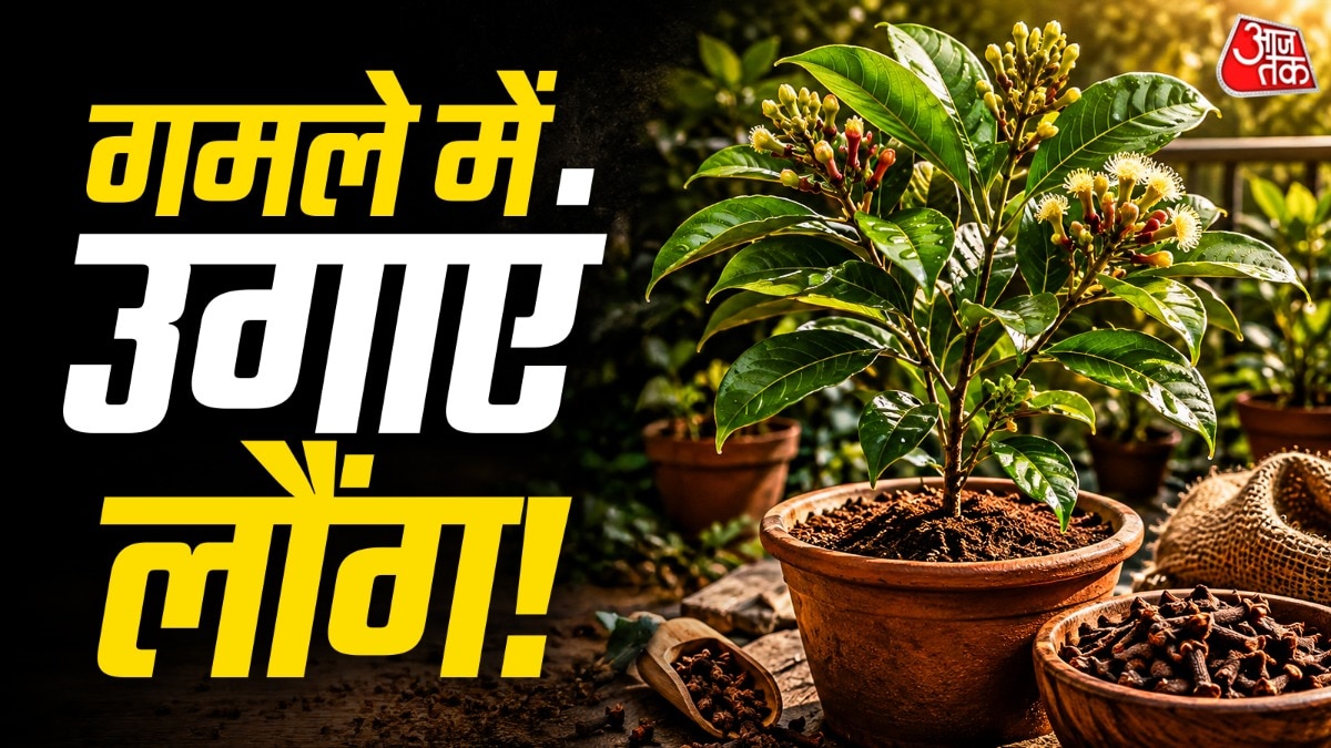 घर पर गमले में उगाएं लौंग का पौधा