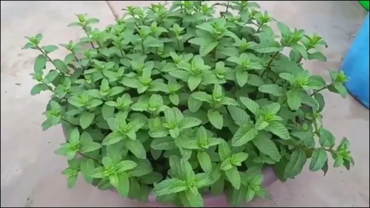 खाली पड़े गमले में उगाएं पुदीना