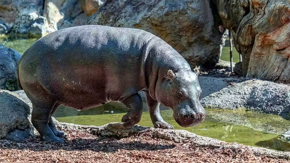 कोलंबिया से 80 दरियाई घोड़े लाना चाहते हैं अनंत अंबानी